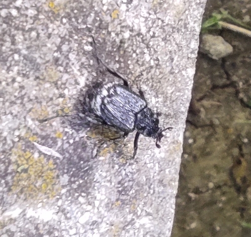 Valgus hemipterus