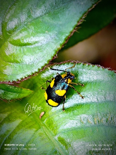 Aplosonyx quadripustulatus