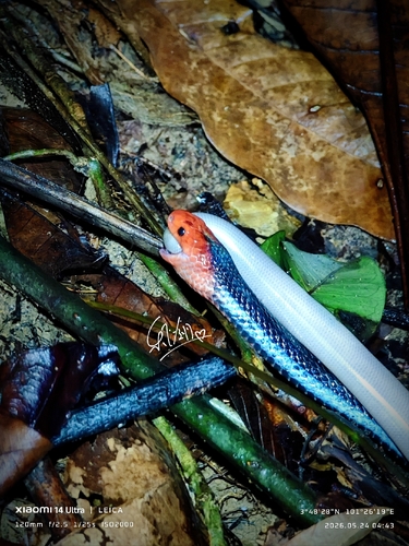 Blue Malaysian Coralsnake