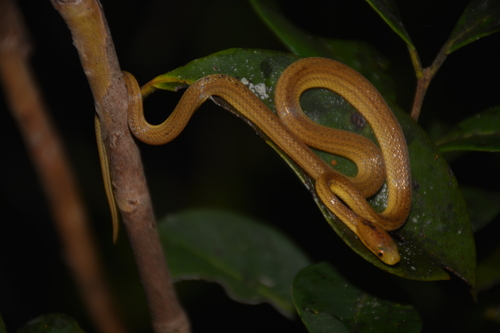 Ranomafana Big-headed Snake
