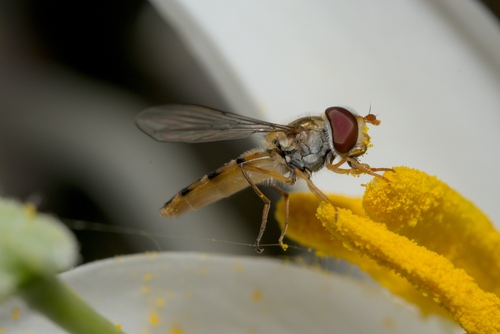 Marmalade Hover Fly