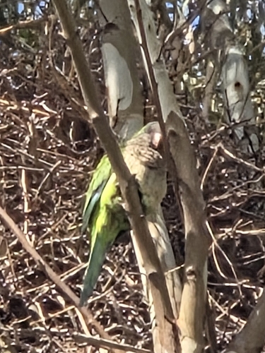 Monk Parakeet