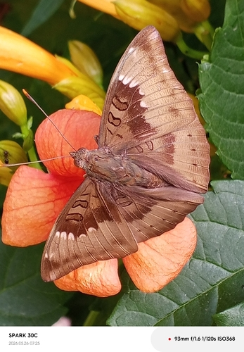 Common Baron