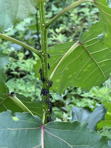 Spotted Lanternfly