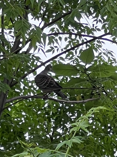 Oriental Turtle-Dove