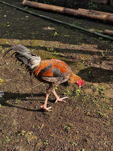 Domestic Chicken