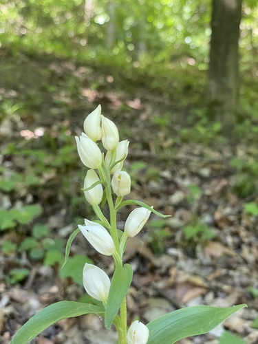white helleborine