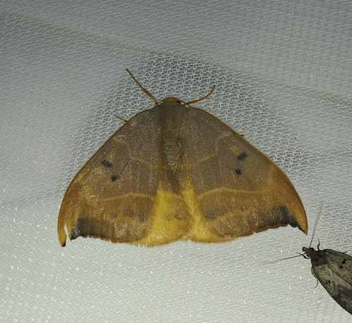 Oak Hook-tip