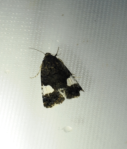 Four-spotted Moth