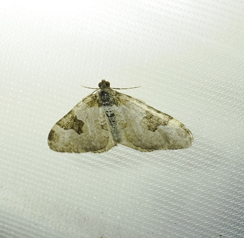 Garden Carpet