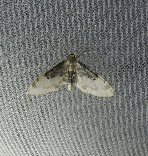 Idaea filicata