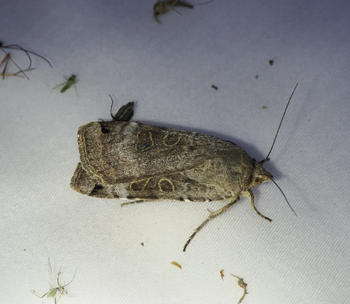 Lunar Yellow Underwing