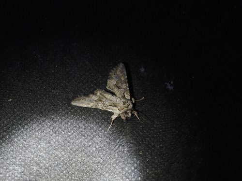 Light Brocade