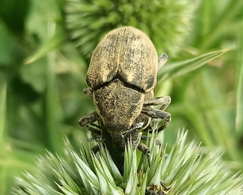 Globe Thistle Capitulum Weevil