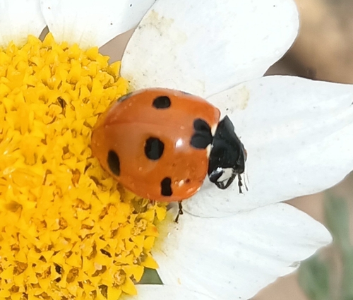 Algerian Seven-spotted Lady Beetle
