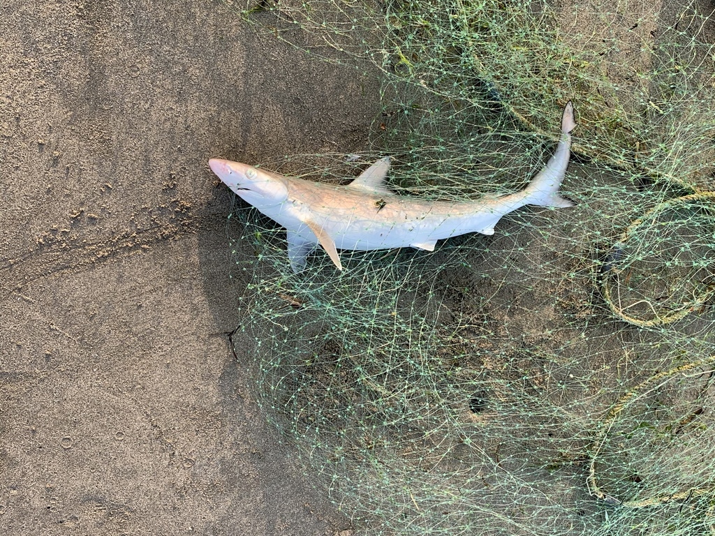 Caribbean Sharpnose Shark From Océano Atlántico, Tab, Mx On April 2 