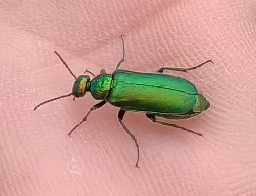 Cabalia segetum