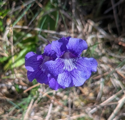 Pinguicula grandiflora grandiflora