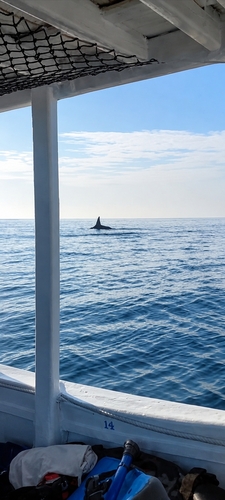 Orca (Orcinus orca)