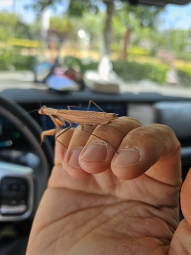 European Mantis
