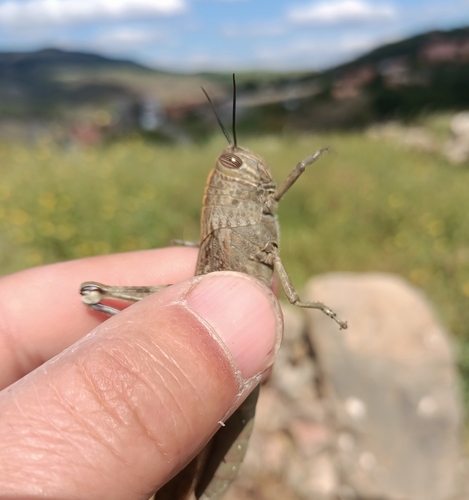 Egyptian Bird Grasshopper