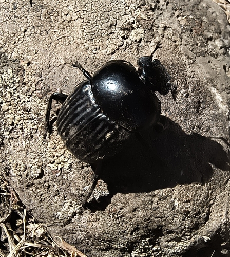 Scarabaeus laticollis