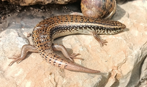 Ocellated Bronze Skink