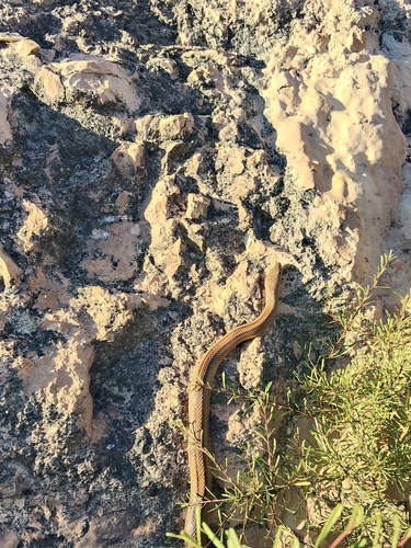 Ladder Snake