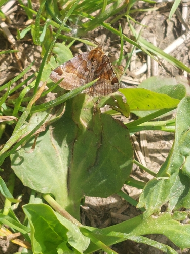 Burnet Companion