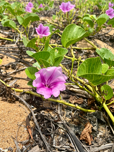 Beach Morning Glory