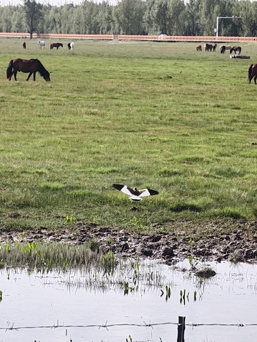 Grey-headed Lapwing