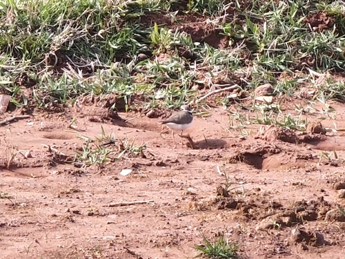 Little Ringed Plover