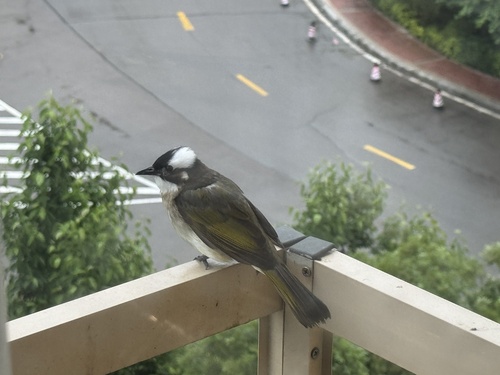 Light-vented Bulbul