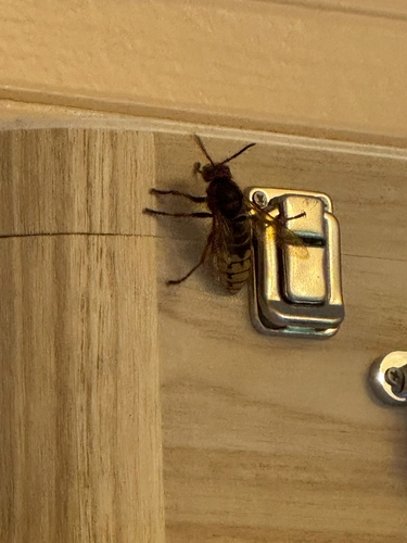 European Hornet