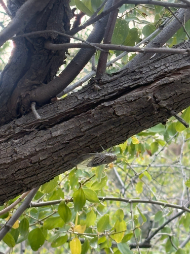 Arabian cicada