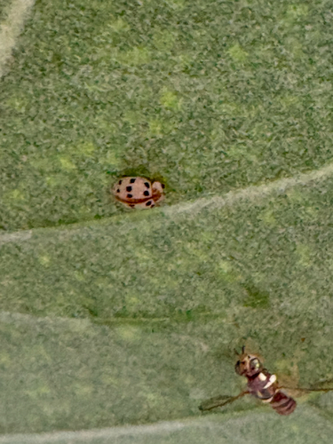 Psyllobora bisoctonotata