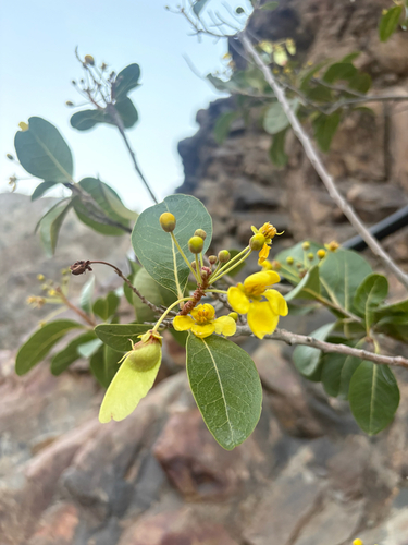 Acridocarpus orientalis