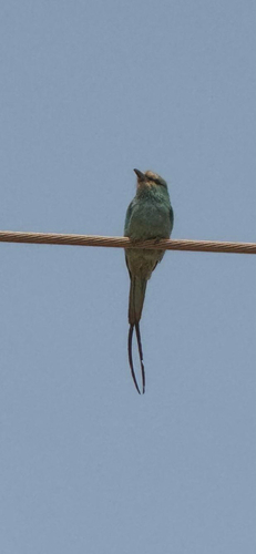 Abyssinian Roller