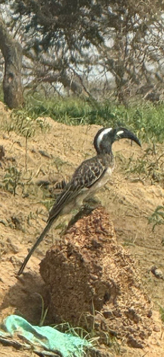 African Gray Hornbill