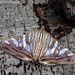 Glyphodes stolalis - Photo (c) Leonard Worthington, todos los derechos reservados, uploaded by Leonard Worthington