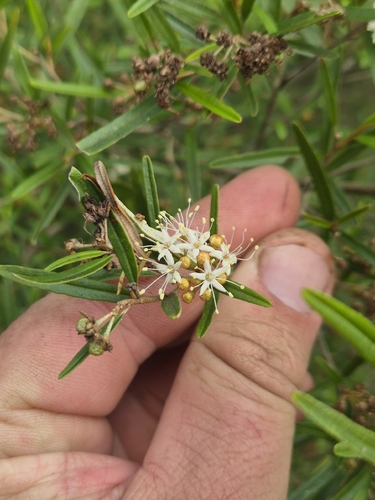 Phebalium distans