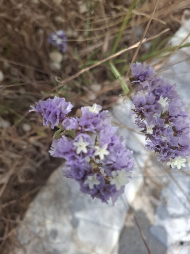 Blue statice