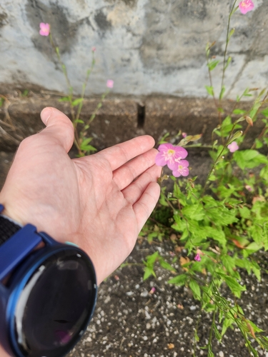 rose evening primrose