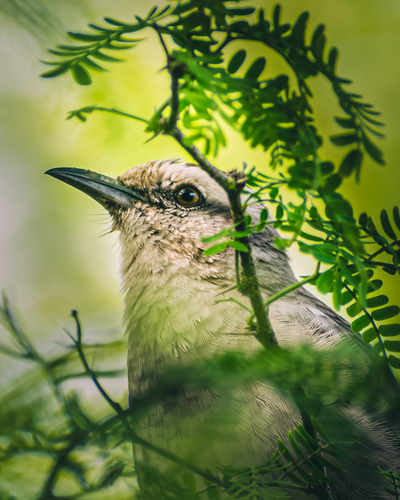 Chalk-browed Mockingbird