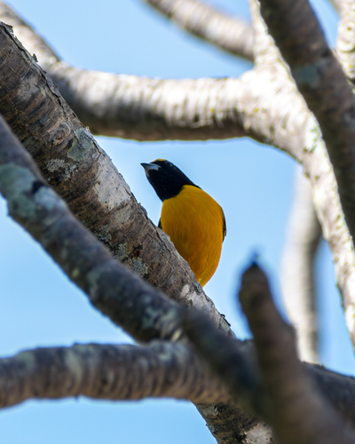 Purple-throated Euphonia