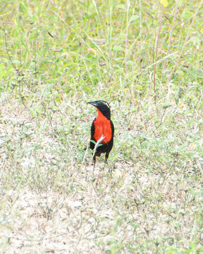 White-browed Meadowlark