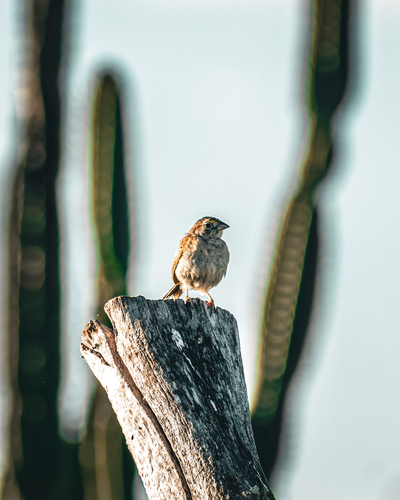 Grassland Sparrow