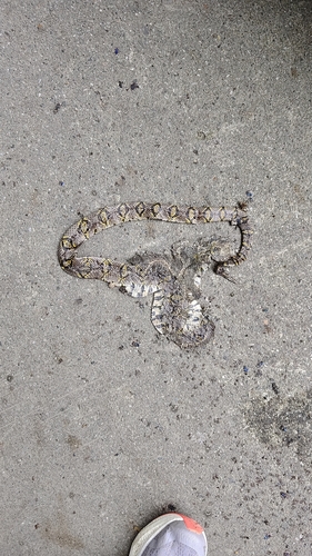 Mandarin Ratsnake