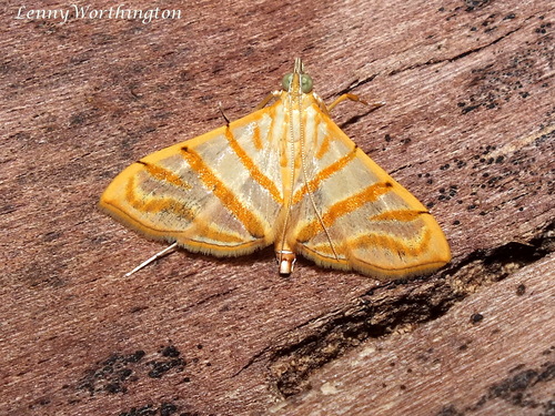 Pagyda salvalis Walker, 1859