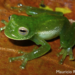 Antioquia Giant Glassfrog - Photo (c) Mauricio Rivera-Correa, all rights reserved, uploaded by Mauricio Rivera-Correa